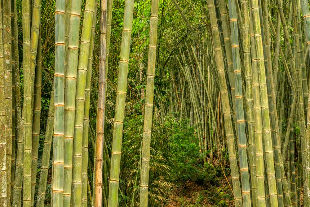 Cañas de bambú gigantes. Detalle de los troncos.