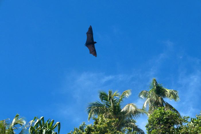 Un murciélago de grandes dimensiones sobrevuela sobre nuestras cabezas. de fondo un cielo azul y palmeras al fondo. RAJA AMPAT. PAPÚA. INDONESIA
