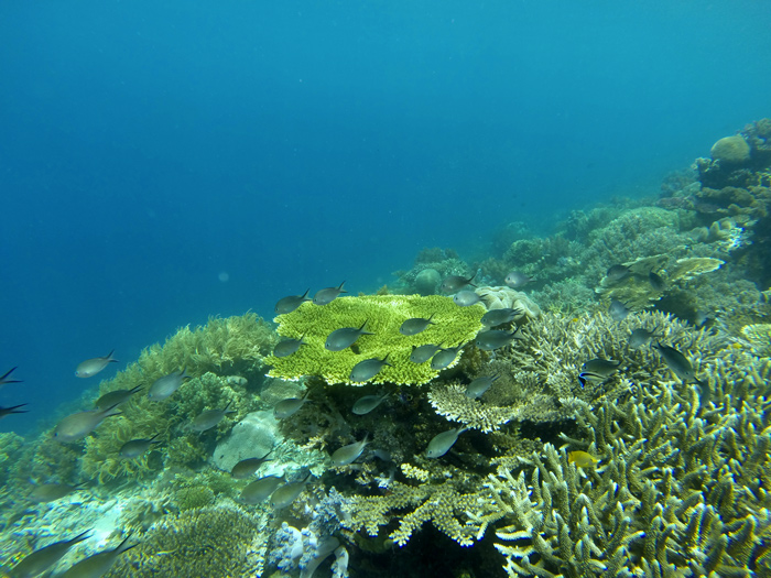 Corales en un mar azul a profundidad de un metro. Un banco de peces nada entre ellos. RAJA AMPAT. PAPÚA. INDONESIA