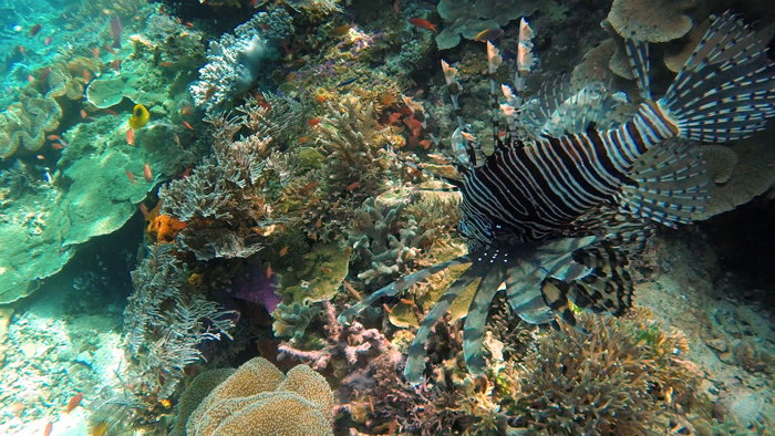 Un pez dragón nada entre los corales. Tiene unas aletas laterales largas que parecen trozos de tela suspendidos en el agua. Su camuflaje son unas tiras de rayas negras y blancas en vertical por todo su cuerpo. RAJA AMPAT. PAPÚA. INDONESIA