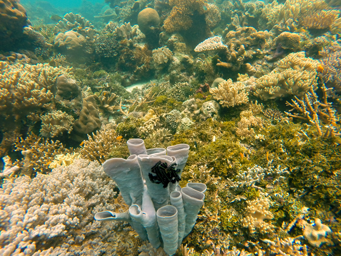 Coral duro en forma cónica. Al fondo vemos muchos más corales. RAJA AMPAT. PAPÚA. INDONESIA.