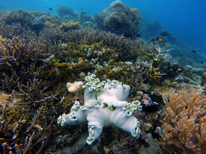 Coral blando color violeta claro y verde claro en medio de corales duros.RAJA AMPAT. PAPÚA. INDONESIA