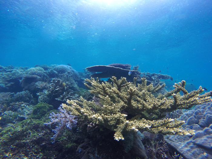Coral con forma de asta de ciervo en primer término sobre un fondo azul marino. RAJA AMPAT. PAPÚA. INDONESIA.