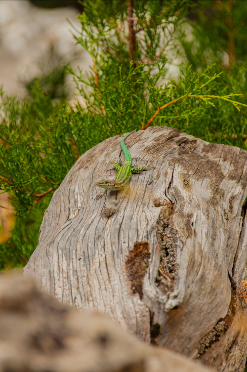 Lagartija verde con vivos colores sobre un tronco de madera. Golfo de Orosei. Cerdeña