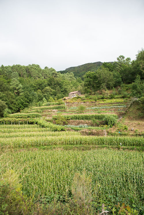Socalcos verdes, tierras de cultivo de maiz. Sistelo. Un pequeño Tíbet en Portugal