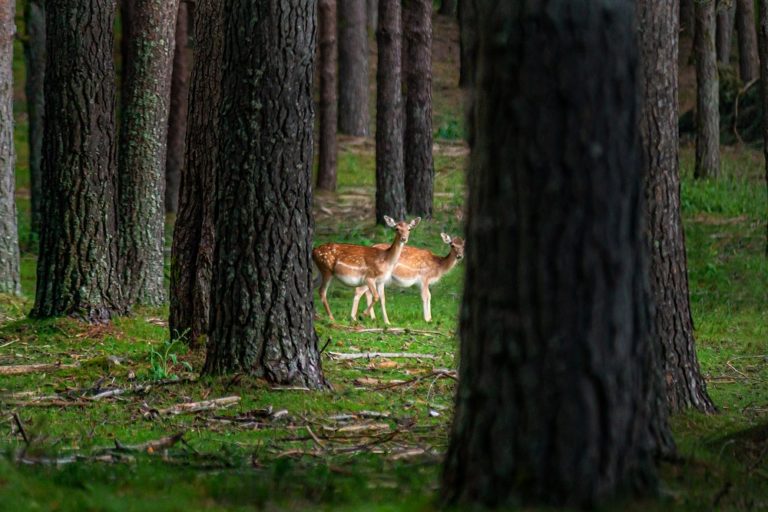 Unos gamos se asoman entre los árboles. Guía de los 6 Parques Naturales de Galicia.