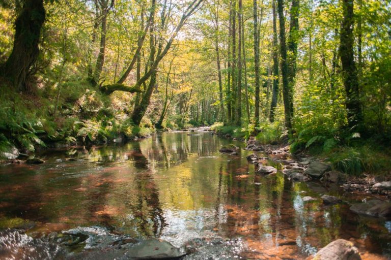 Río rodeado de árboles con colores otoñales. 5 Rutas de otoño en Galicia. Perder el Rumbo