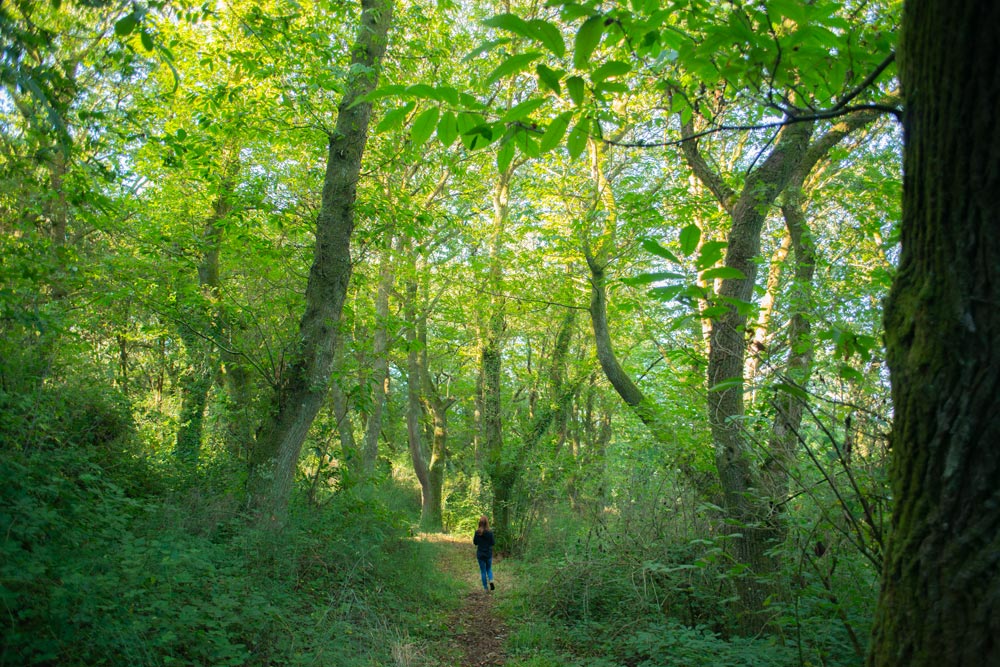 Una chica pasea por un frondoso bosque de castaños centenarios muy alto, que alcanzan los 30 metros de altura. Bosques de Galicia mejor conservados. Perder el Rumbo