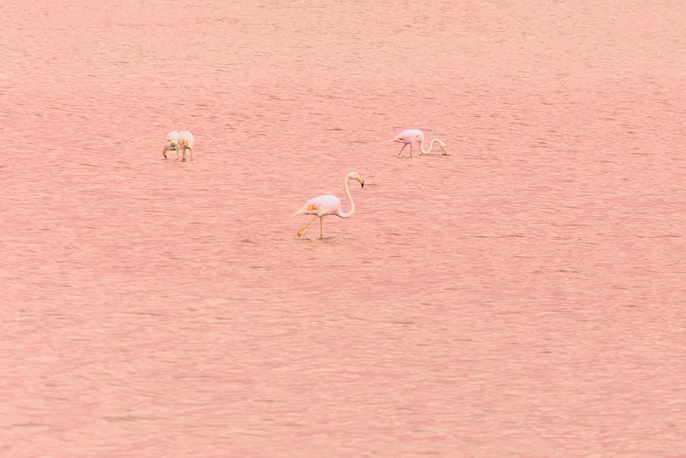 Unos flamencos caminan por runa laguna de color rosa.