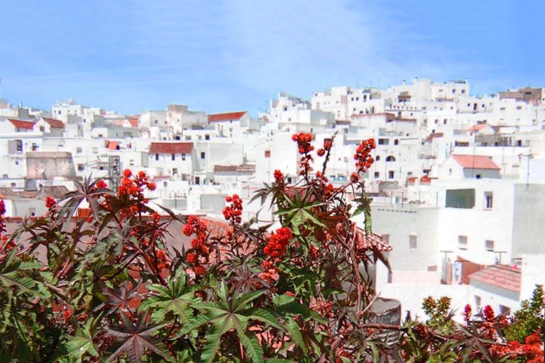 Unas plantas en primer término contrasta con el fondo de color blanco de un pueblo. Una de las escapadas de fin de semana en España.
