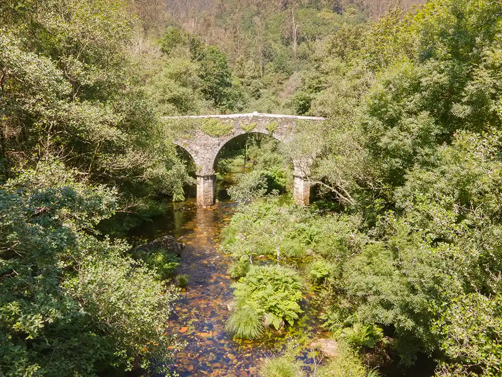Un puente de madera cruza un rio flanqueado por grandes árboles. La vista es aérea desde lejos. 