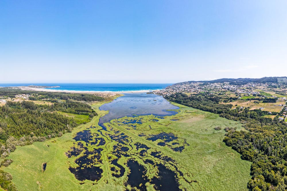 Vista aérea de la laguna da Frouxeira. La hierba de color verde inunda gran parte de esta laguna. Al fondo el mar azul de la playa da Frouxeira en Valdoviño.