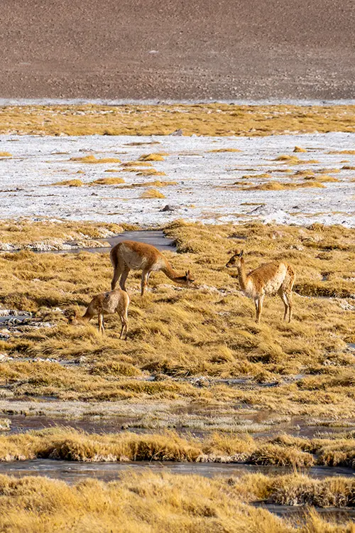 Unas vicuñas se alimentan entre la hierba dorada de una carca a 4500 metros de altitud.