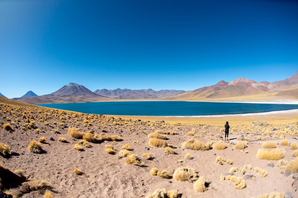 Una laguna altiplánica rodeada de tierra del desierto y montones de hierba seca de color dorado a modo de mechones. Impresionate lugar en el desierto de atacama.