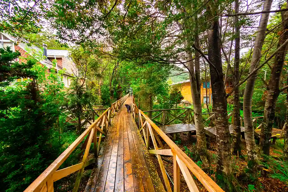 Una pasarela de madera en medio de los árboles y casas de madera de Caleta Tortel.