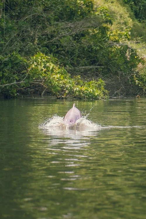 Delfin rosa de la Amazonia peruana.
