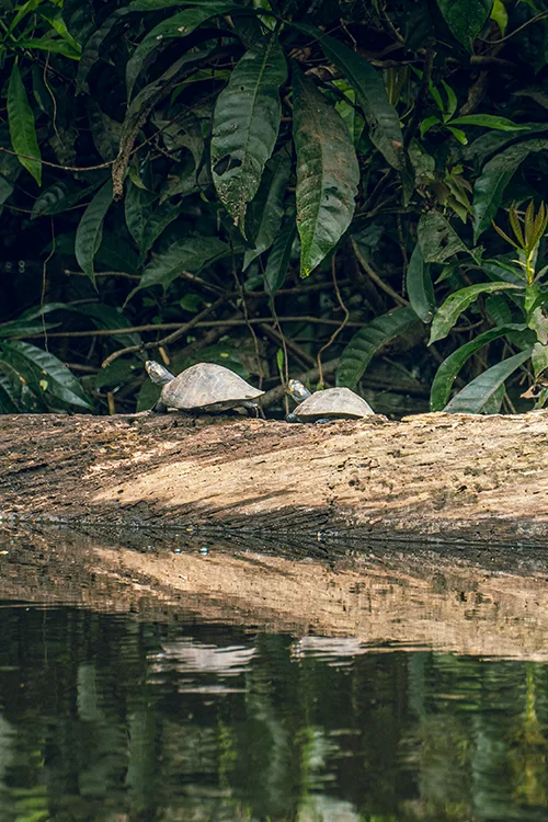 Tortugas en un tronco en la rivera del río Yanayacu.