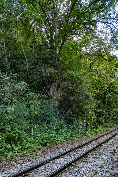 Árbol gigante a los márgenes de la vía del tren.