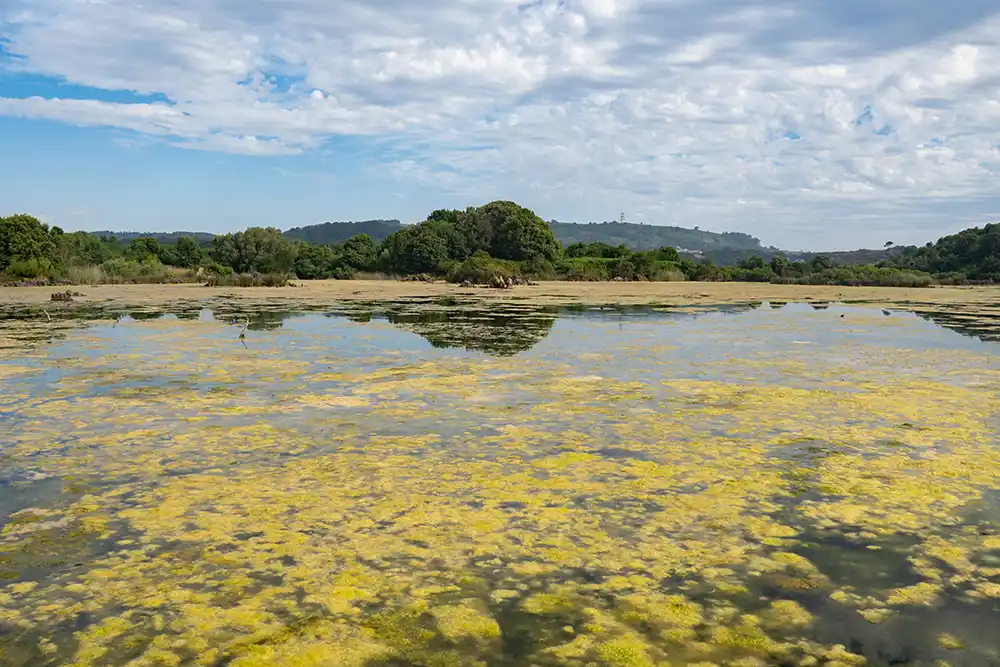 Un lago lleno de algas de color amarillo. El cielo se refleja en el agua debido a su quietud.