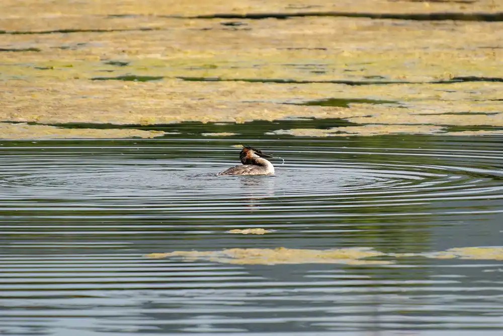 Un pato se refresca en un lago, al fondo observamos plantas acuáticas de color amarillo.