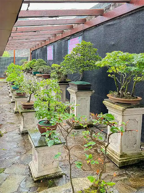 Varios bonsais sobre columnas cuadradas.