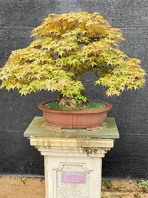 Un bonsay en sobre una columna cuadrada.